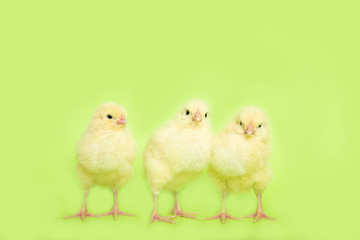 Chicken on a green isolated background. Beautiful yellow chick