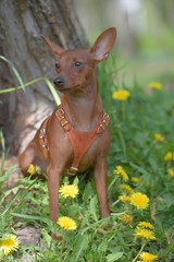 Miniature pinscher with uncut ears in the park