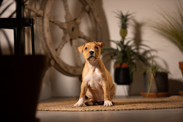 Chiot staffie mignon