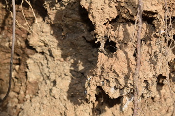 exposed roots in dirt