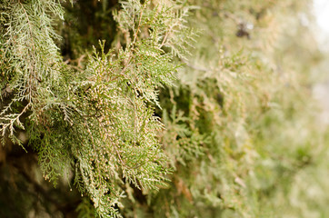 Thuja close-up. Horizontal photo with place for your text.