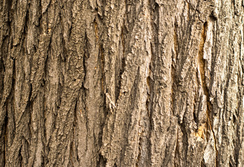 The bark of a living tree is photographed close-up.