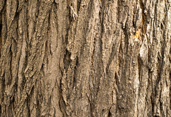 The bark of a living tree is photographed close-up.