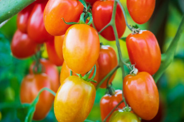 Fresh red ripe tomatoes hanging on the vine plant growing in organic garden