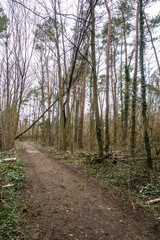 Schäden im wald nach dem Sturm