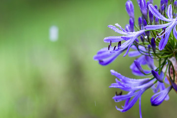 Agapanthus praecox or African lily