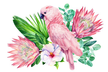 parrot and tropical flowers protea and palm leaves on an isolated white background, watercolor illustration, pink cockatoo, jungle painting © Hanna