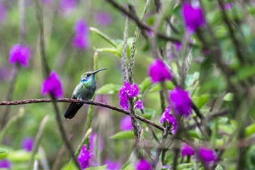 lesser violetear or Colibri cyanotus