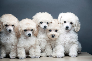 image of dog table dark background 