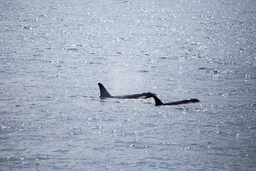 Naklejka premium Orcas at sea