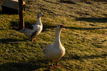 Gansos aves en el campo - Chile