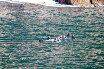 Bobbing Otters