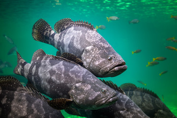 Giant grouper or brown spotted grouper fish.
