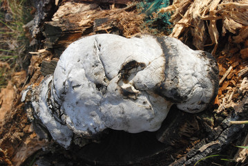 Mushroom growths on a birch.