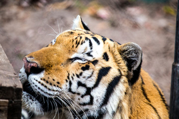 Fototapeta na wymiar Smiling Tiger