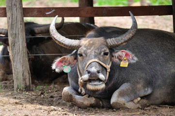 happy smiling buffalo was laying on the floor in buffalo farm.