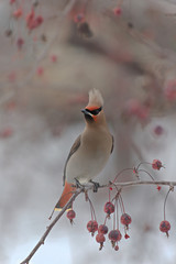 bird on a branch