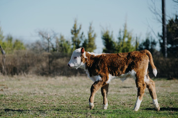 Hereford calf walking through Texas landscape during winter.
