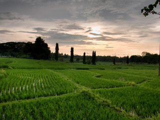 Fototapeta na wymiar Landscape view Wide rice field with surrounding trees.