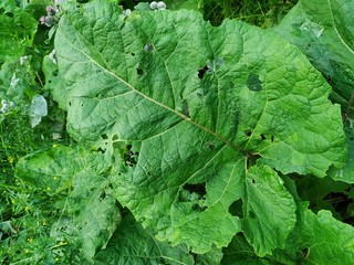 One leaf of a thistle. Medicinal plant in an overgrown meadow. The leaf is wavy, with holes.
