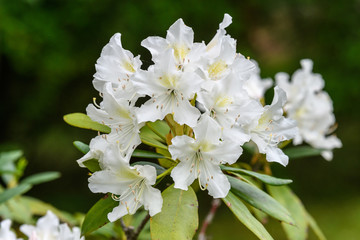 Bush of delicate white flowers of azalea or Rhododendron plant in a sunny spring Japanese garden, beautiful outdoor floral background