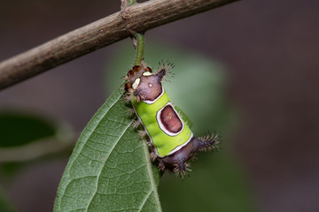 saddleback caterpillar on leaf