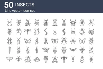 Foto op Plexiglas set of 50 insects icons. outline thin line icons such as centipede, bug, caterpillar, tarantula, leaf insect, ant, butterfly © MacroOne