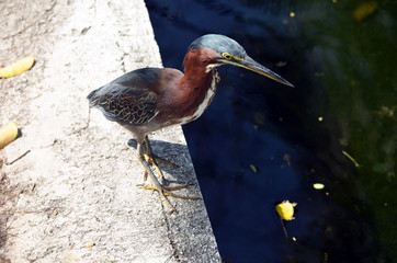 Green heron on the edge of a botanical garden pond.