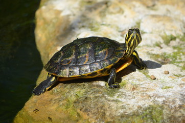 Small turtle leaving a botanical garden pond to rest in the sunshine.