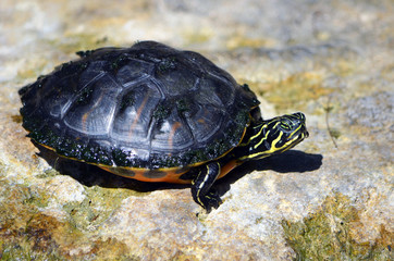 Small turtle resting in the sunshine on a rock in a botanical garden pond.