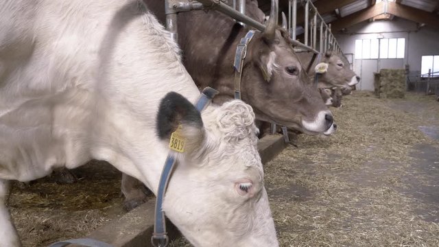 Cattle Breeding Inside Barn, Cows Eating Hay