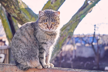 Rural street cat sitting on  fence. Cat meows