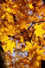 Autumn Fall leaves 
