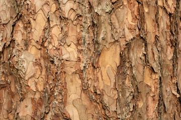 Brown tree bark in close-up, background