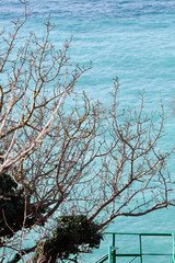 Tree without leaves on a background of blue sea, landscape
