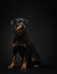 Fototapeta premium Portrait of a dog in the studio. Rottweiler on a black background. photo Pet for advertising.