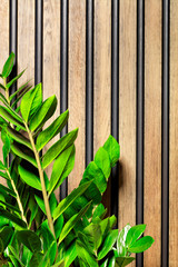 Stems and leaves of a dolar tree on the background of wooden vertical planks.
