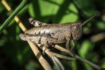 Grasshopper on a round leaf in the garden, Close up macro view