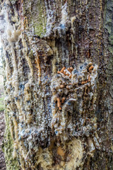 Zigaretten im Baumharz ausgedrückt