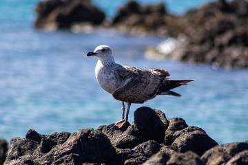 Gaviota mirando al horizonte sobre una roca de una isla.