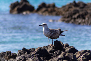 Gaviota posando sobre una roca en el mar.