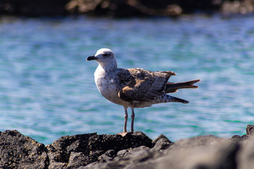 Gaviota de pie sobre una roca en una isla.
