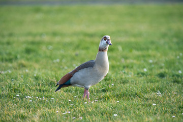 Sibierische Wildgans auf der Wiese