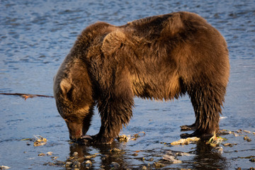 brown bear in water kodiak alaska