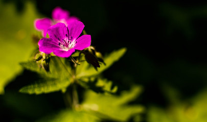 Fototapeta premium flower in the garden