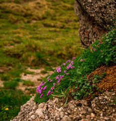 flowers in the mountains