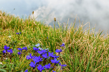 green grass and flowers in the mountains