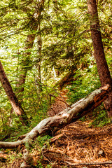 Fototapeta premium Tree in forest. A magnificent path in the Bucegi mountains