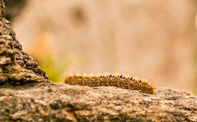 caterpillar on rock
