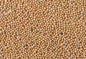 Yellow mustard seeds background and texture, top view